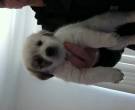 Cooper - What's My Puppy?