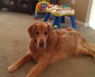 Ray-ray - What's My Puppy?