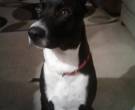 BUDDY - What's My Puppy?