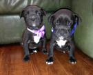 Are Zelda and Zeus Boxer Puppies?  - What's My Puppy?