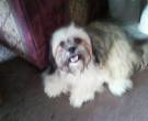 Riley - What's My Puppy?