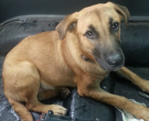 Duke - What's My Puppy?