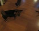 mena - What's My Puppy?