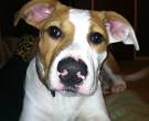 Gunner - What's My Puppy?
