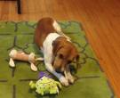 Henry Jones - What's My Puppy?