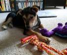 Arthas - What's My Puppy?
