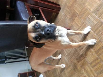 Rufus - What's My Puppy?