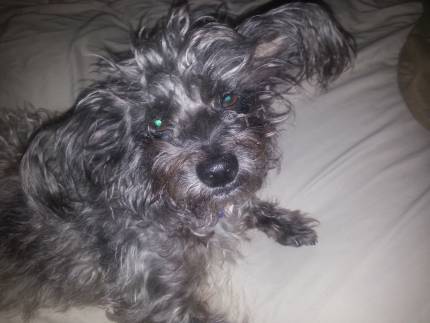 yumi - What's My Puppy?