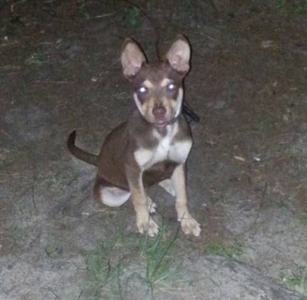 Reesie Reese - What's My Puppy?