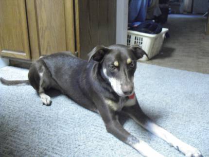 Deuce - What's My Puppy?