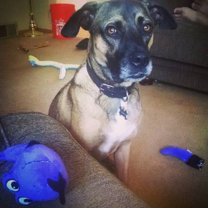 Yankee - What's My Puppy?