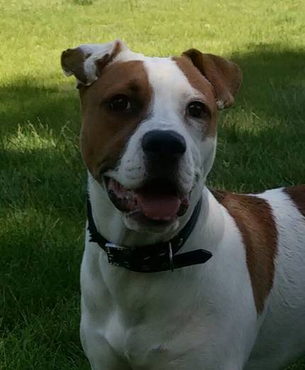 Oliver - What's My Puppy?