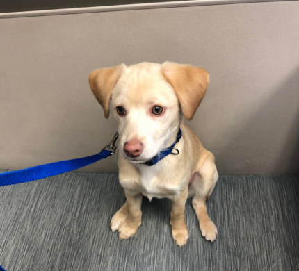 Buster - What's My Puppy?
