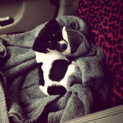 Elvis - What's My Puppy?