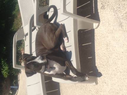 Knox - What's My Puppy?